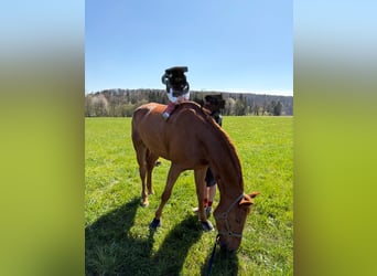 Cheval de selle allemand, Hongre, 7 Ans, 175 cm, Alezan
