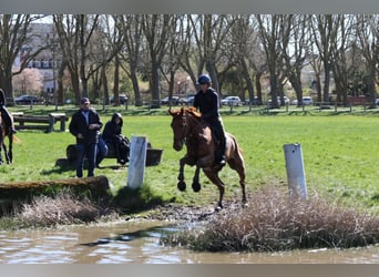 Cheval de selle allemand, Hongre, 7 Ans, 175 cm, Alezan