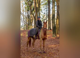 Cheval de selle allemand, Hongre, 7 Ans, 175 cm, Alezan
