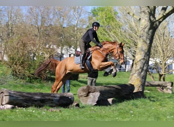 Cheval de selle allemand, Hongre, 7 Ans, 175 cm, Alezan