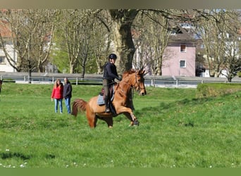 Cheval de selle allemand, Hongre, 7 Ans, 175 cm, Alezan