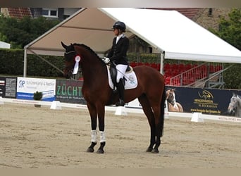 Cheval de selle allemand, Hongre, 7 Ans, 175 cm, Bai
