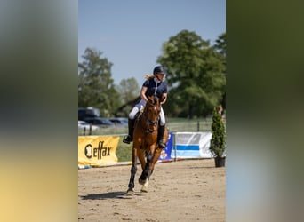 Cheval de selle allemand, Hongre, 7 Ans, 175 cm, Bai