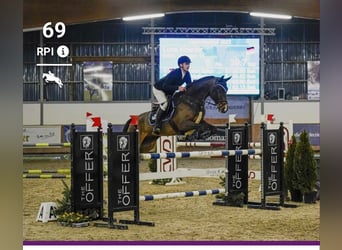 Cheval de selle allemand, Hongre, 9 Ans, 172 cm, Bai brun