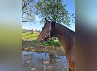Cheval de selle allemand, Hongre, 9 Ans, 172 cm, Bai brun