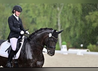 Cheval de selle allemand, Hongre, 9 Ans, 173 cm, Noir