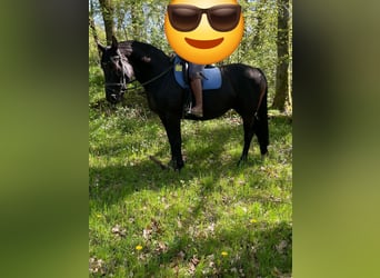 Cheval de selle allemand, Jument, 10 Ans, 150 cm, Noir