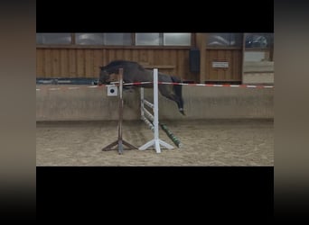 Cheval de selle allemand, Jument, 10 Ans, 158 cm, Bai brun
