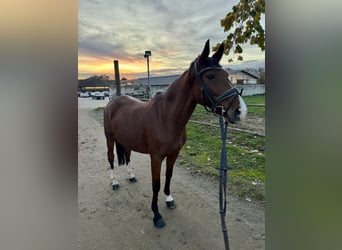 Cheval de selle allemand, Jument, 10 Ans, 158 cm, Bai