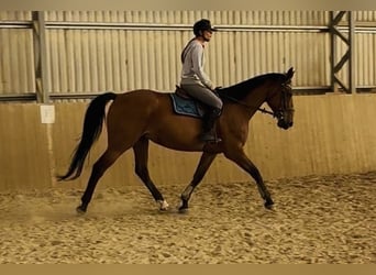 Cheval de selle allemand, Jument, 10 Ans, 168 cm, Bai brun