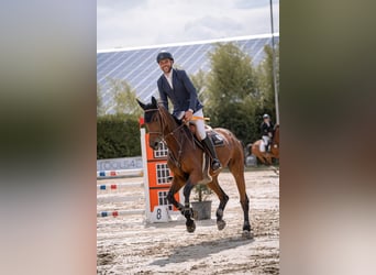 Cheval de selle allemand, Jument, 10 Ans, 172 cm, Bai