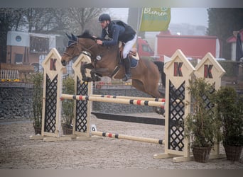 Cheval de selle allemand, Jument, 10 Ans, 172 cm, Bai