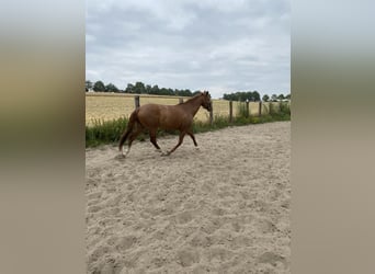 Cheval de selle allemand, Jument, 11 Ans, 160 cm, Alezan