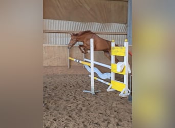 Cheval de selle allemand, Jument, 11 Ans, 161 cm, Alezan