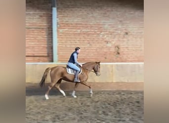 Cheval de selle allemand, Jument, 11 Ans, 161 cm, Alezan