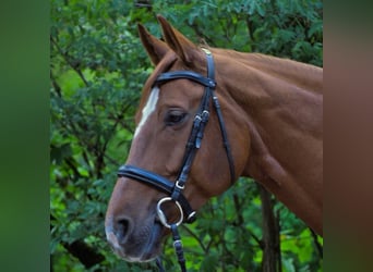 Cheval de selle allemand, Jument, 11 Ans, 165 cm, Alezan