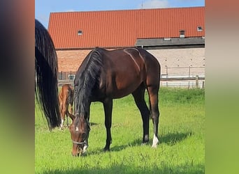 Cheval de selle allemand, Jument, 11 Ans, 167 cm, Bai