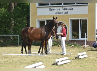Cheval de selle allemand, Jument, 11 Ans, 167 cm, Bai