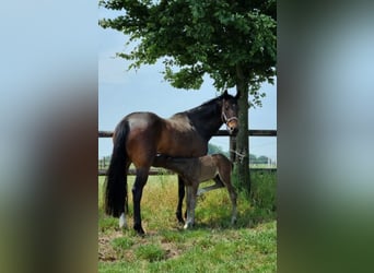 Cheval de selle allemand, Jument, 11 Ans, 169 cm, Bai