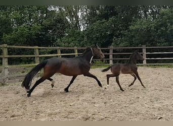 Cheval de selle allemand, Jument, 11 Ans, 169 cm, Bai