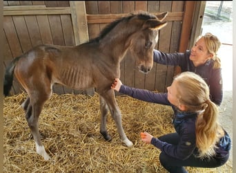 Cheval de selle allemand, Jument, 11 Ans, 169 cm, Bai