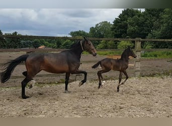 Cheval de selle allemand, Jument, 11 Ans, 169 cm, Bai