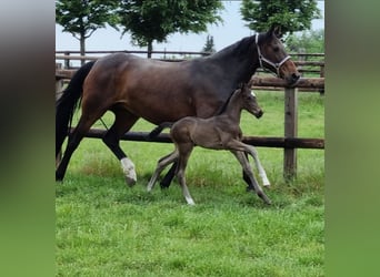 Cheval de selle allemand, Jument, 11 Ans, 169 cm, Bai