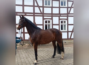 Cheval de selle allemand, Jument, 11 Ans, 175 cm, Bai brun