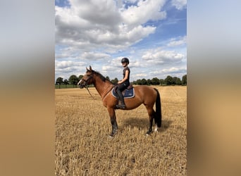 Cheval de selle allemand, Jument, 12 Ans, 160 cm, Bai