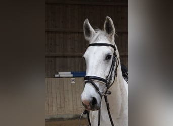 Cheval de selle allemand Croisé, Jument, 12 Ans, 160 cm, Gris