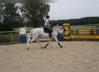 Cheval de selle allemand, Jument, 12 Ans, 168 cm, Gris