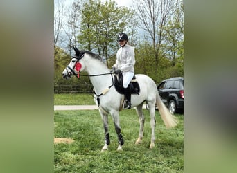 Cheval de selle allemand, Jument, 12 Ans, 168 cm, Gris