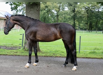 Cheval de selle allemand, Jument, 12 Ans, 170 cm, Bai brun