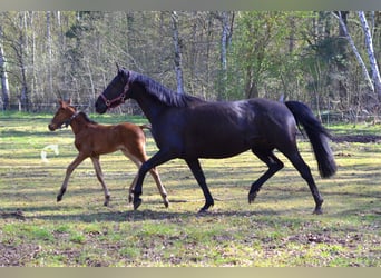 Cheval de selle allemand, Jument, 13 Ans, 153 cm, Noir