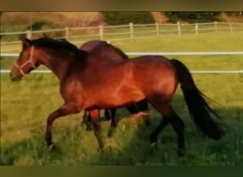 Cheval de selle allemand, Jument, 13 Ans, 165 cm, Bai brun