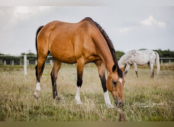 Cheval de selle allemand, Jument, 14 Ans, 154 cm, Buckskin