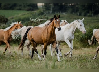 Cheval de selle allemand, Jument, 14 Ans, 154 cm, Buckskin