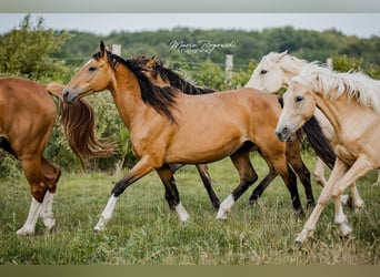 Cheval de selle allemand, Jument, 14 Ans, 154 cm, Buckskin