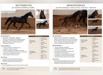 Cheval de selle allemand, Jument, 14 Ans, 163 cm, Bai brun foncé
