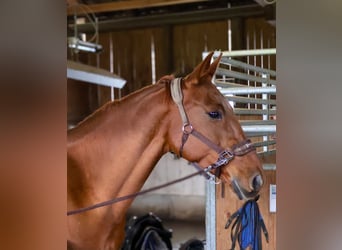 Cheval de selle allemand, Jument, 14 Ans, 170 cm, Alezan