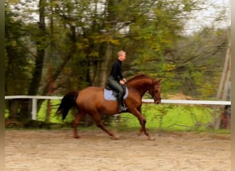 Cheval de selle allemand, Jument, 14 Ans, 170 cm, Alezan