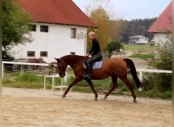 Cheval de selle allemand, Jument, 14 Ans, 170 cm, Alezan