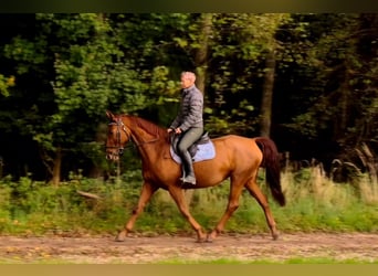 Cheval de selle allemand, Jument, 14 Ans, 170 cm, Alezan