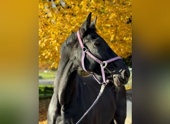 Cheval de selle allemand, Jument, 14 Ans, 180 cm, Noir