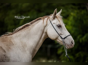 Cheval de selle allemand, Jument, 15 Ans, 150 cm, Champagne