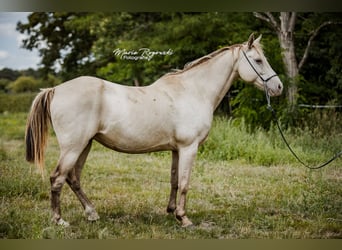 Cheval de selle allemand, Jument, 15 Ans, 150 cm, Champagne