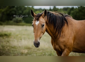 Cheval de selle allemand, Jument, 15 Ans, 154 cm, Buckskin