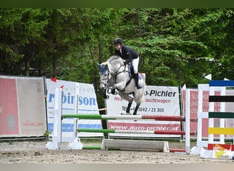 Cheval de selle allemand, Jument, 15 Ans, 162 cm, Gris (bai-dun)
