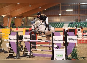 Cheval de selle allemand, Jument, 15 Ans, 162 cm, Gris (bai-dun)