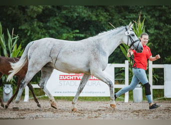 Cheval de selle allemand, Jument, 15 Ans, 162 cm, Gris (bai-dun)